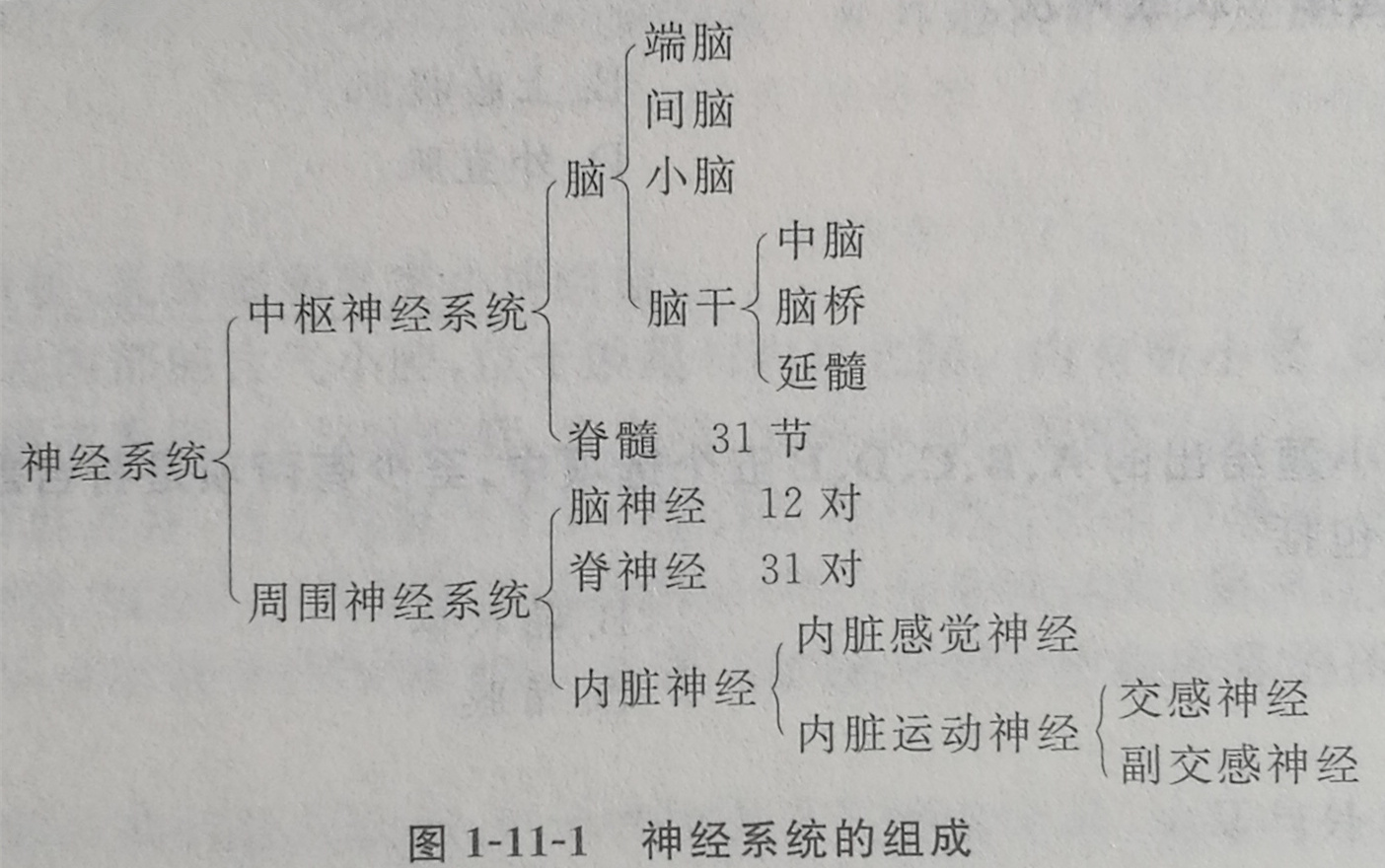 四川成人高考网-专升本-医学综合32.jpg