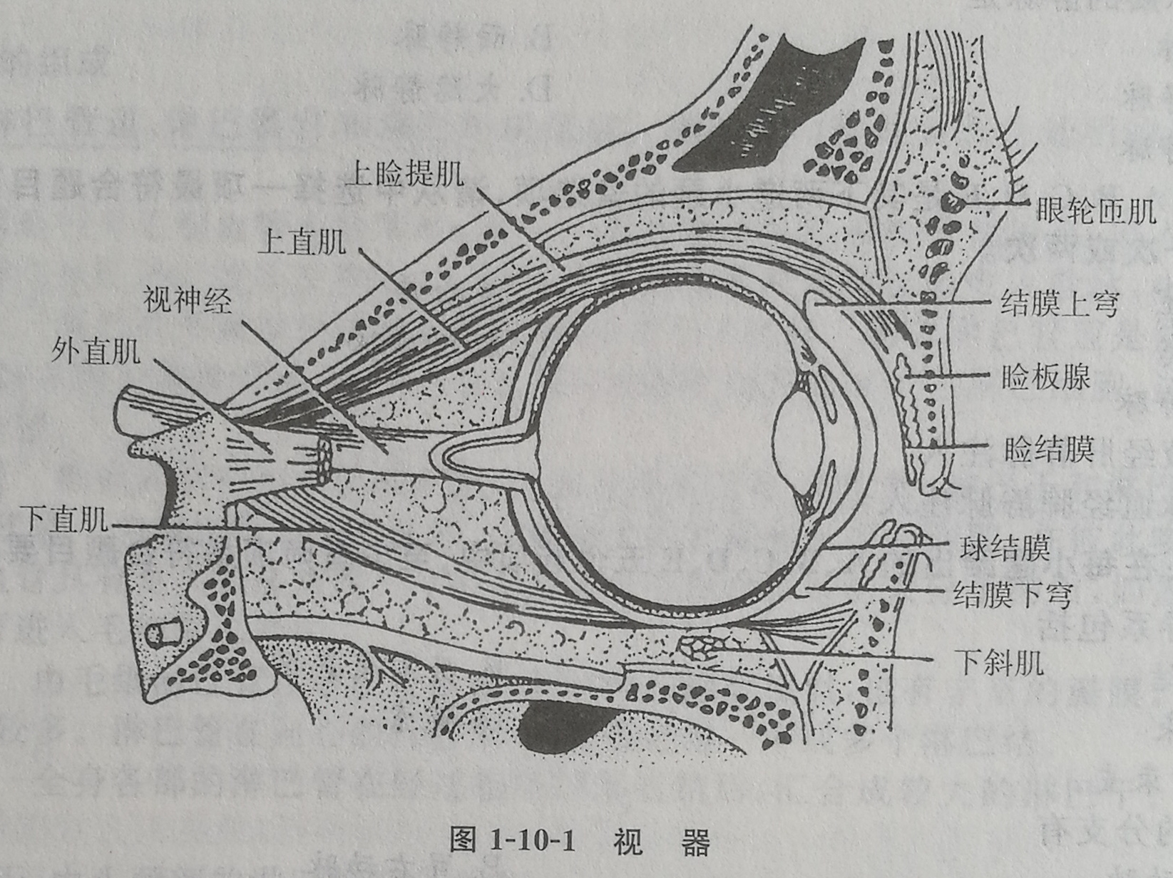 四川成人高考网-专升本-医学综合29.jpg