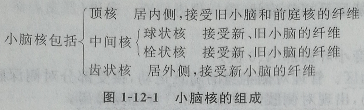 四川成人高考网-专升本-医学综合36.jpg