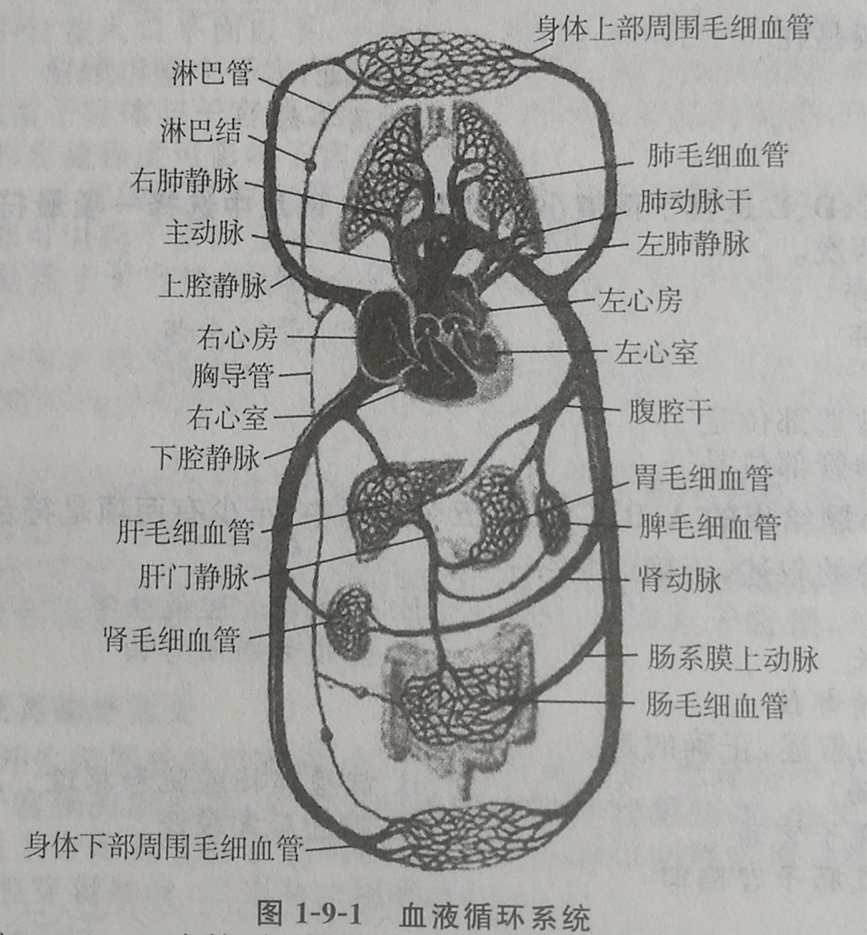 四川成人高考网-专升本-医学综合21.jpg