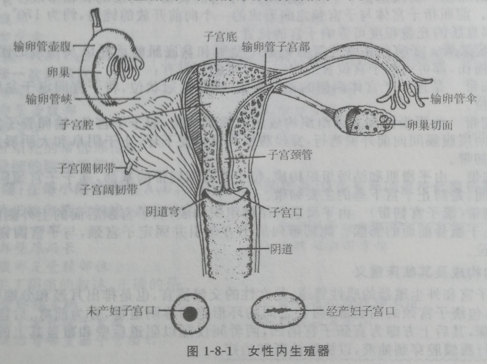 四川成人高考网-专升本-医学综合20.jpg