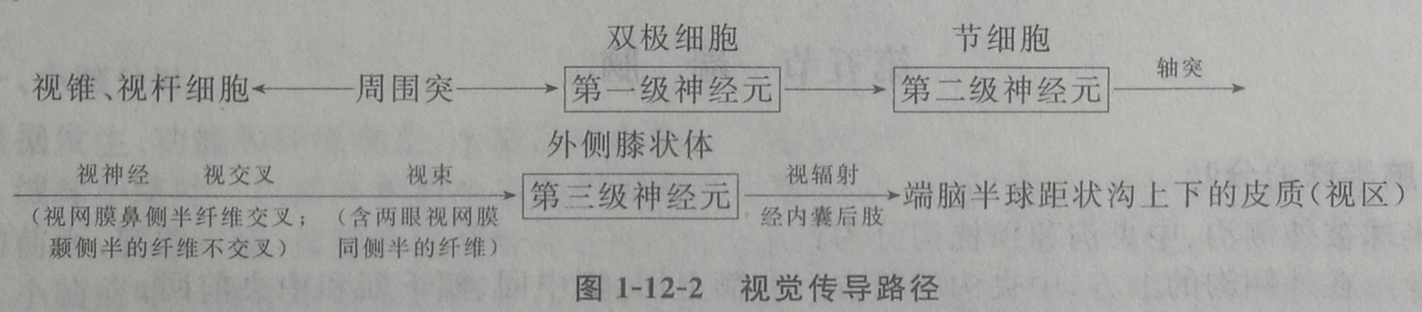 四川成人高考网-专升本-医学综合37.jpg